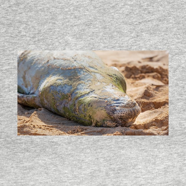 Hawaiian Monk Seal by JeffreySchwartz